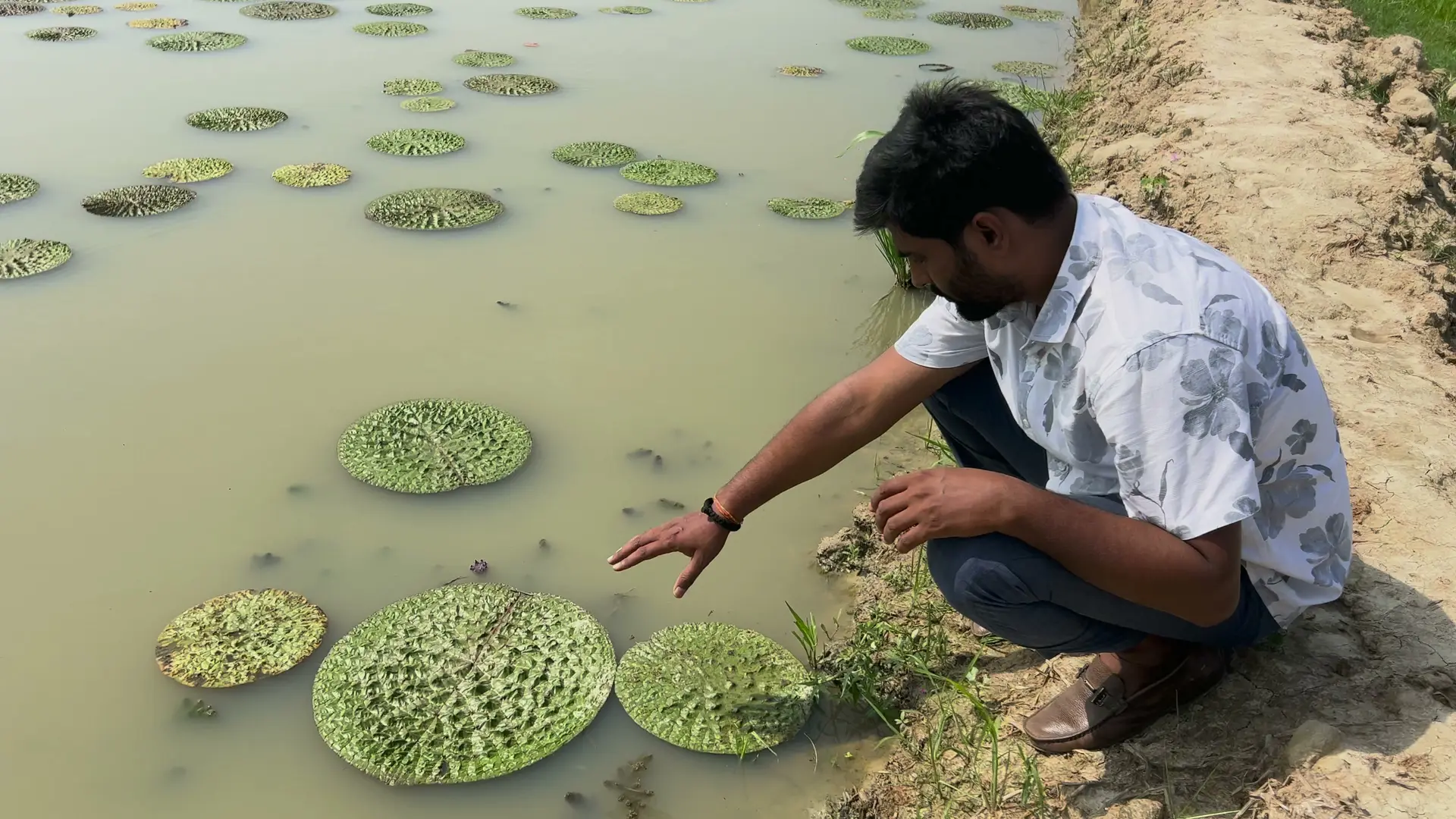 Checking makhana leaves at a pond